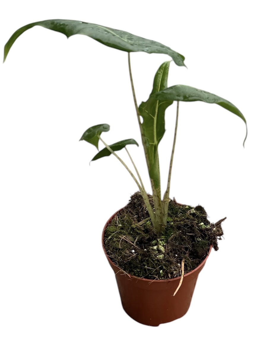 Горшечные цветы и растения оптом Alocasia Portei Zebra от 1шт (для телеги) из Голландии с доставкой по России