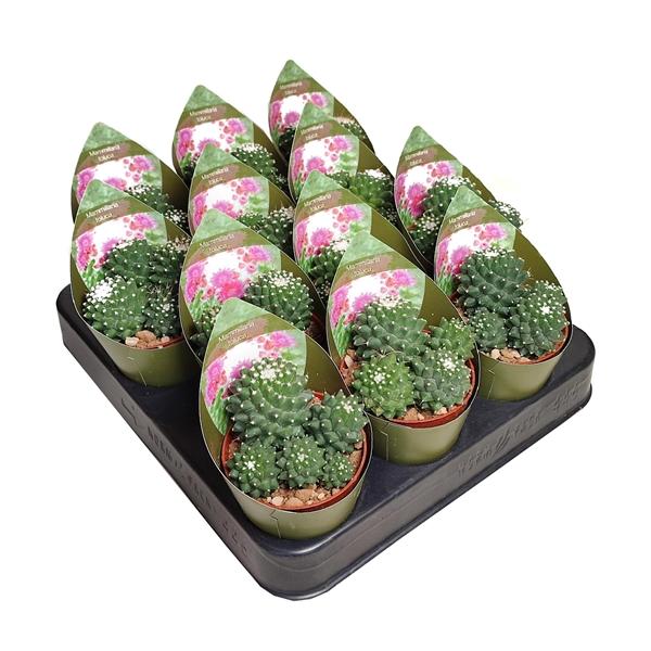 Горшечные цветы и растения оптом Mammillaria Toluca Potcover от 12шт (для телеги) из Голландии с доставкой по России