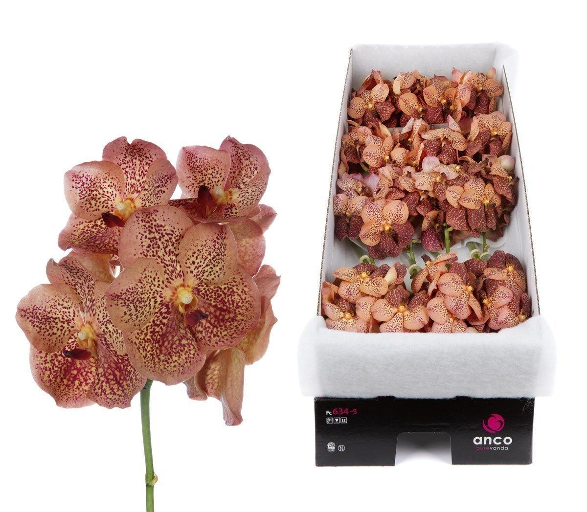 Срезанные цветы оптом Vanda sunanda leopard tangerine per stem от 8шт. из Голландии с доставкой по России