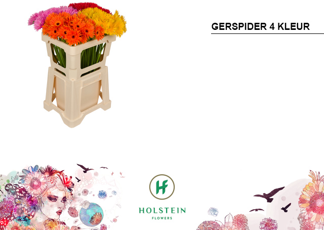 Срезанные цветы оптом Germini gerspider mix от 80шт из Голландии с доставкой по России