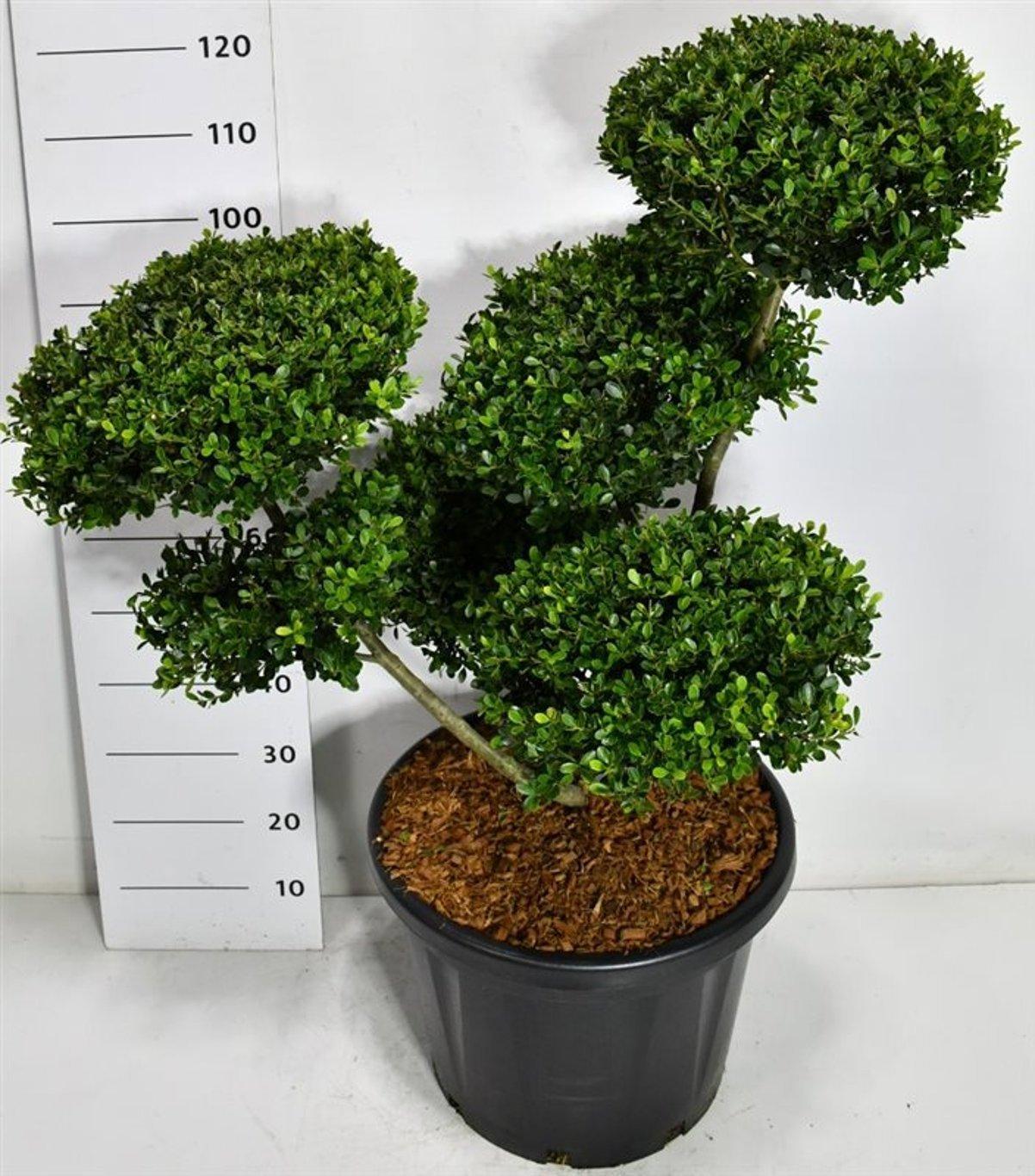 Горшечные цветы и растения оптом Ilex Cren Green Hedge от 1шт из Голландии с доставкой по России