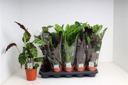 Горшечные цветы и растения оптом Calat Gem 3 Srt от 10шт из Голландии с доставкой по России