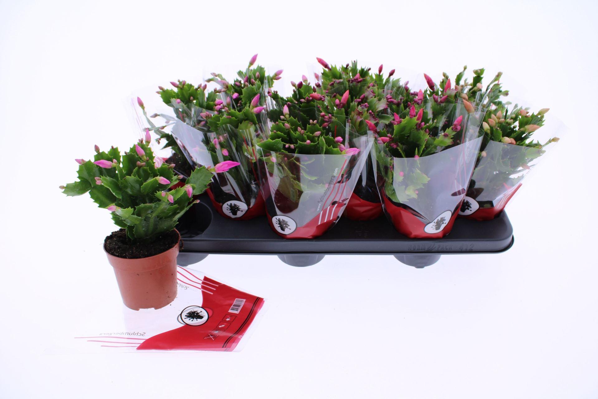 Горшечные цветы и растения оптом Schlumbergera ... от 12шт из Голландии с доставкой по России
