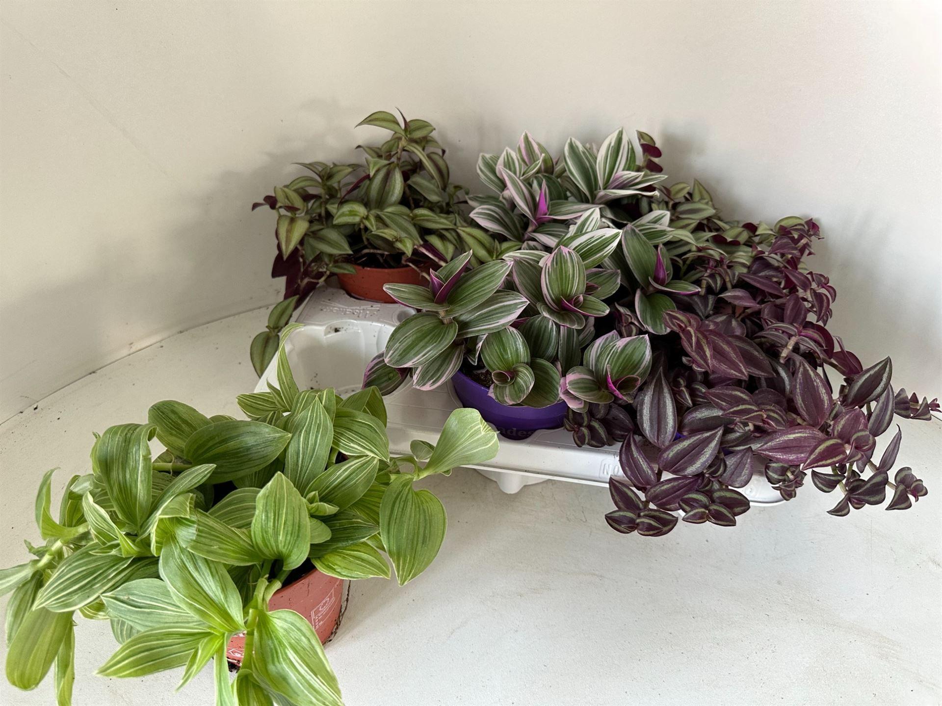 Горшечные цветы и растения оптом Tradescantia   ...mix от 6шт из Голландии с доставкой по России