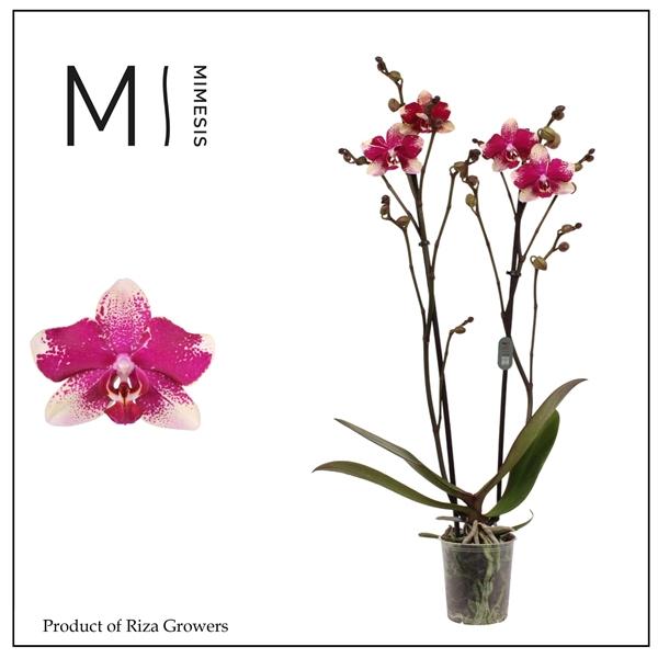 Горшечные цветы и растения оптом Mimesis Phal. Rombley - 2 Spike 12cm от 10шт из Голландии с доставкой по России