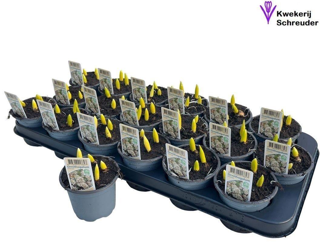 Горшечные цветы и растения оптом Ornit Balansae от 18шт (для телеги) из Голландии с доставкой по России