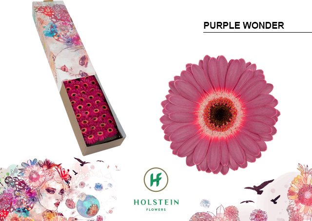 Срезанные цветы оптом Germini purple wonder от 60шт из Голландии с доставкой по России