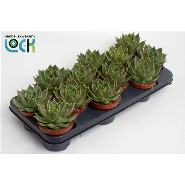 Горшечные цветы и растения оптом Echeveria Agavoides от 9шт из Голландии с доставкой по России