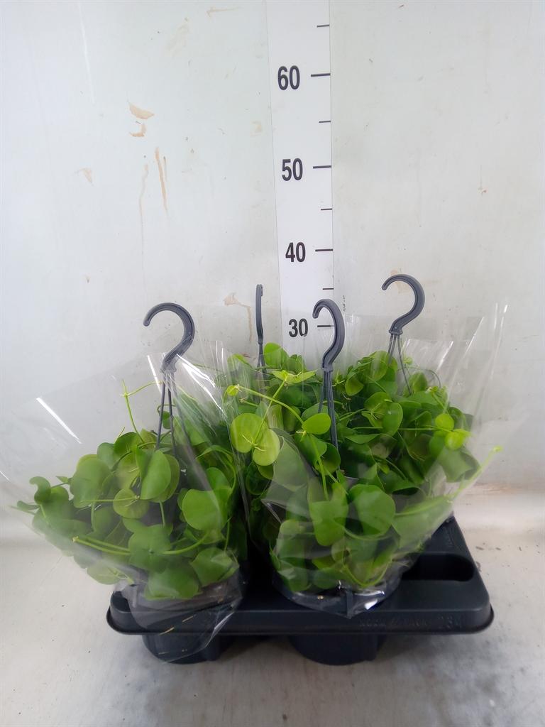 Горшечные цветы и растения оптом Dischidia Platyphylla от 4шт из Голландии с доставкой по России