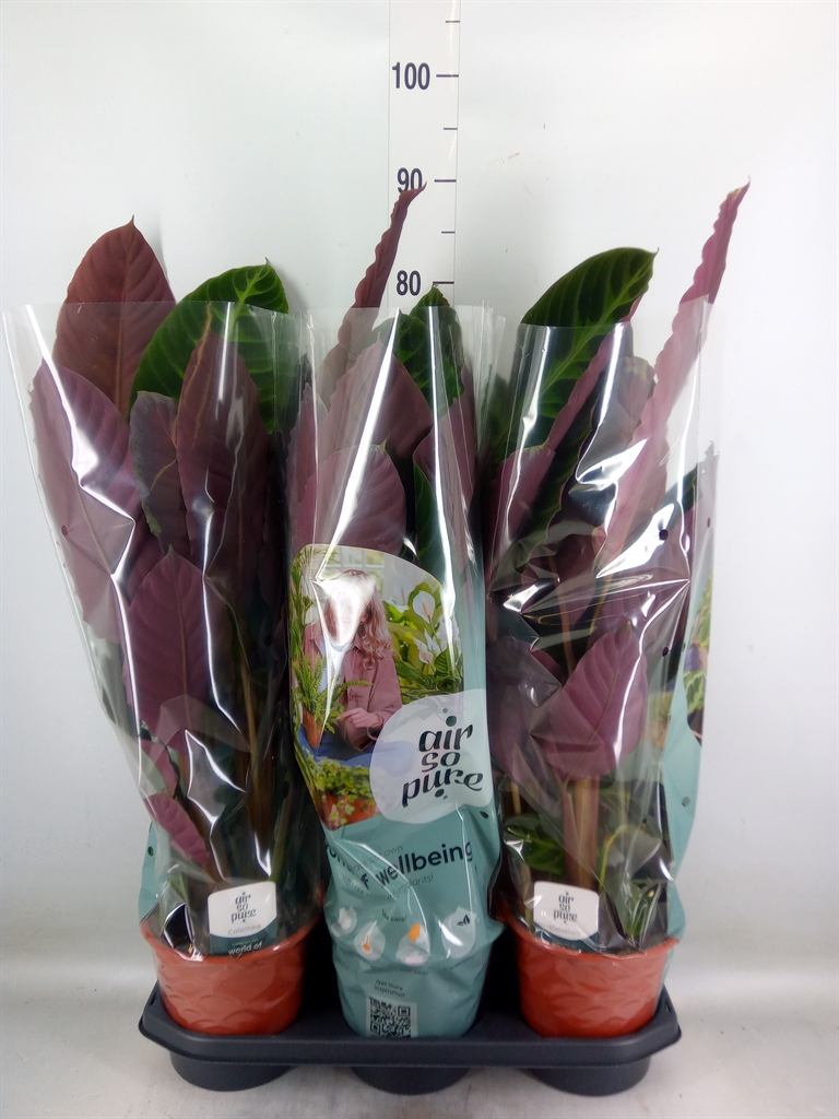 Горшечные цветы и растения оптом Calathea Warscewiczii от 3шт из Голландии с доставкой по России