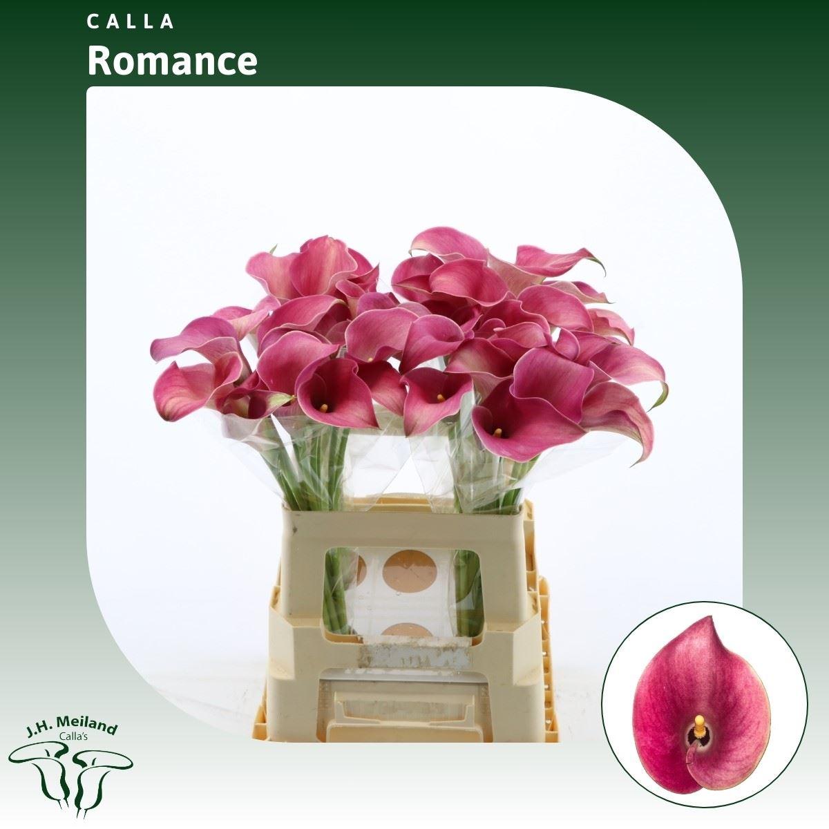 Срезанные цветы оптом Zantedeschia captain romance от 40шт из Голландии с доставкой по России