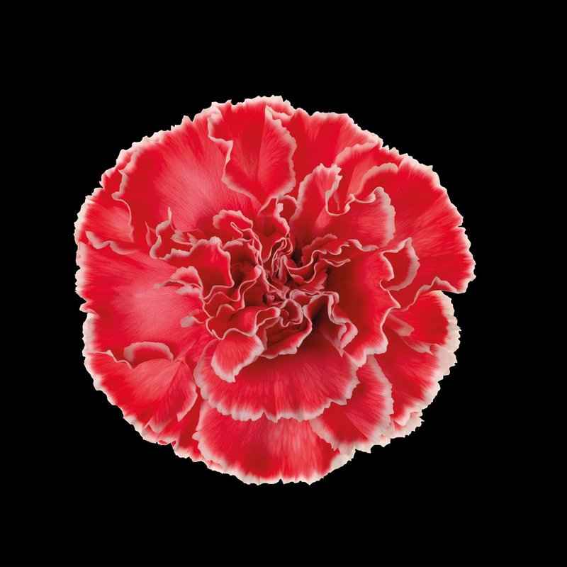 Срезанные цветы оптом Dianthus st paint pink от 80шт из Голландии с доставкой по России