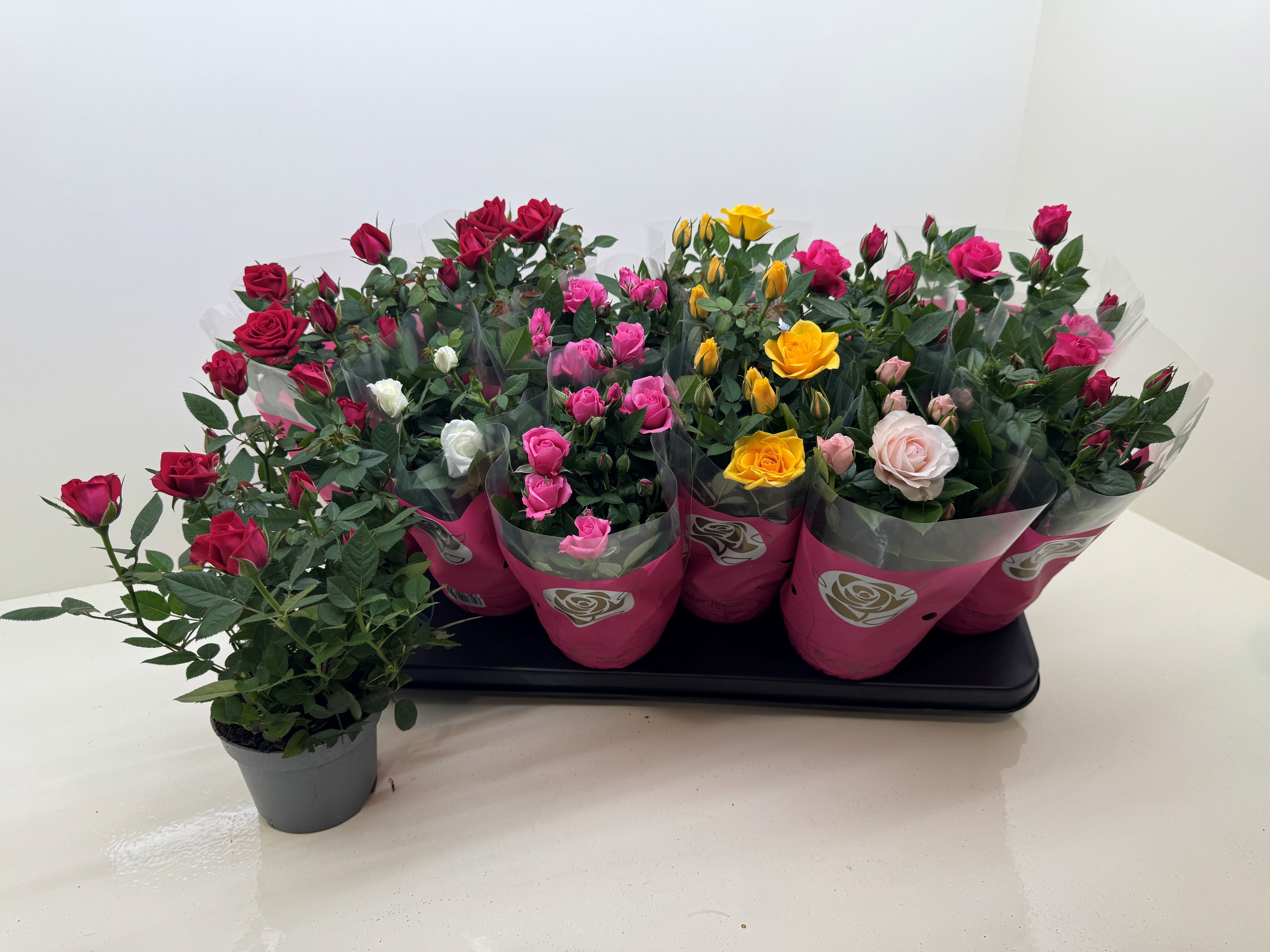 Горшечные цветы и растения оптом Ro Star Roses Gem от 12шт из Голландии с доставкой по России Горшечные цветы и растения оптом Ro Star Roses Gem от 12шт из Голландии с доставкой по России