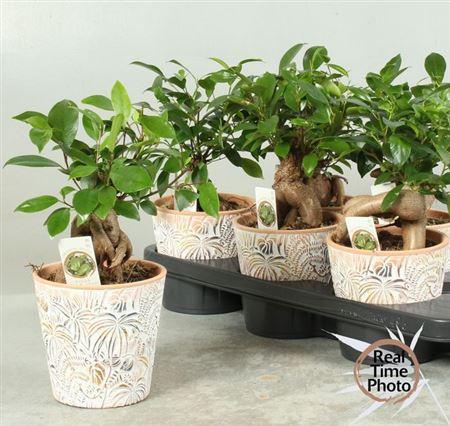 Горшечные цветы и растения оптом Fic Mi Ginseng Decopot от 6шт из Голландии с доставкой по России