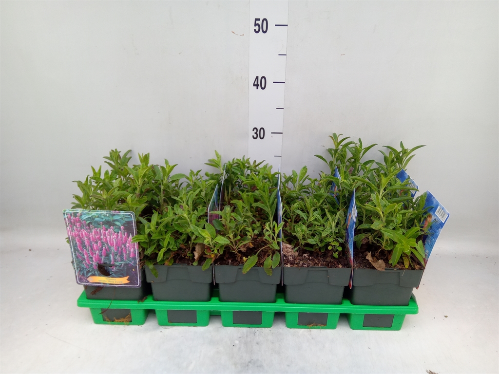 Горшечные цветы и растения оптом Veronica Spicata от 10шт из Голландии с доставкой по России