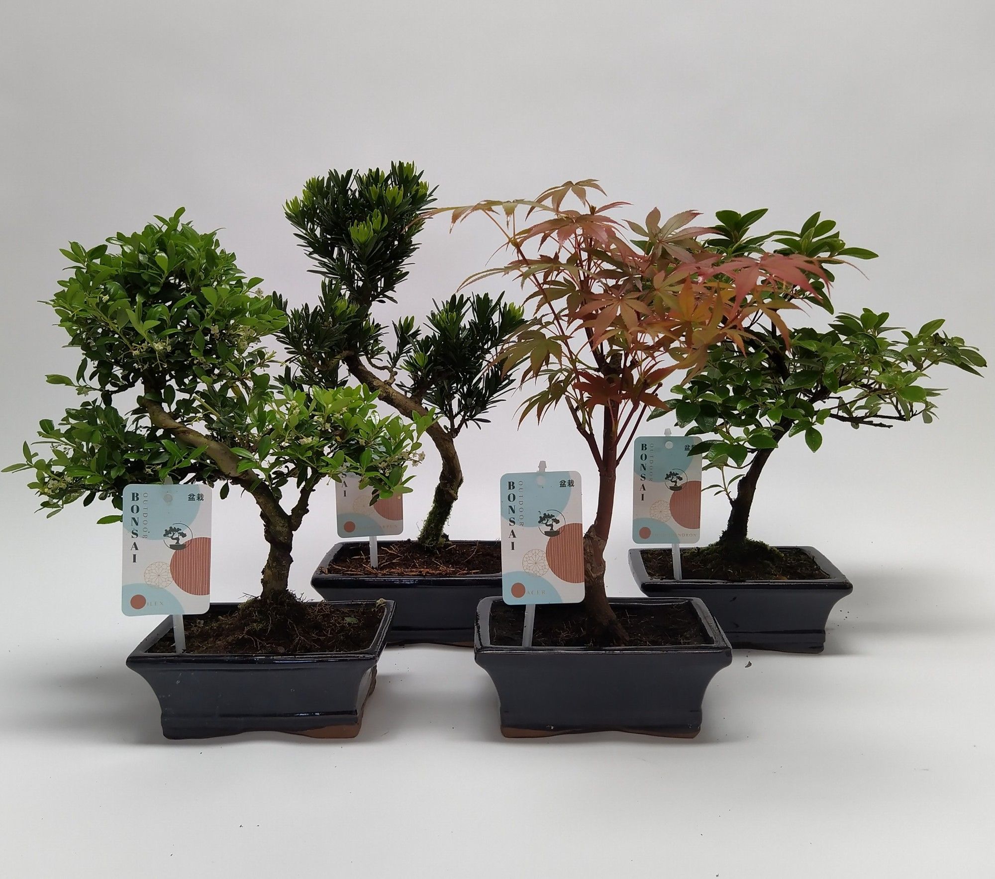 Горшечные цветы и растения оптом Bonsai Mix Outdoor от 8шт из Голландии с доставкой по России