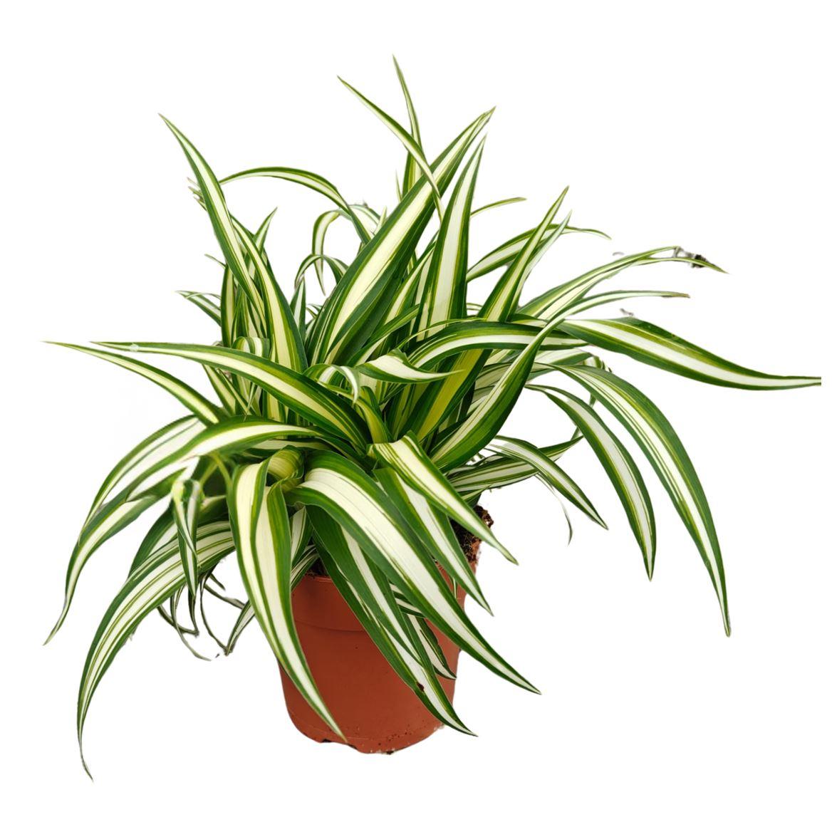 Горшечные цветы и растения оптом Chlorophytum Comosum Variegatum от 10шт из Голландии с доставкой по России