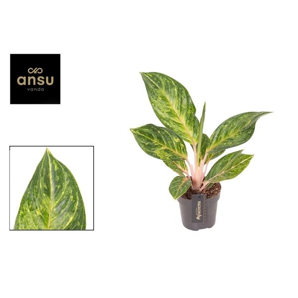 Горшечные цветы и растения оптом Aglaonema Peach Pearl от 6шт из Голландии с доставкой по России