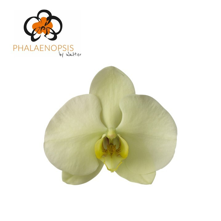 Срезанные цветы оптом Phalaenopsis limon bella (per stem) от 10шт из Голландии с доставкой по России