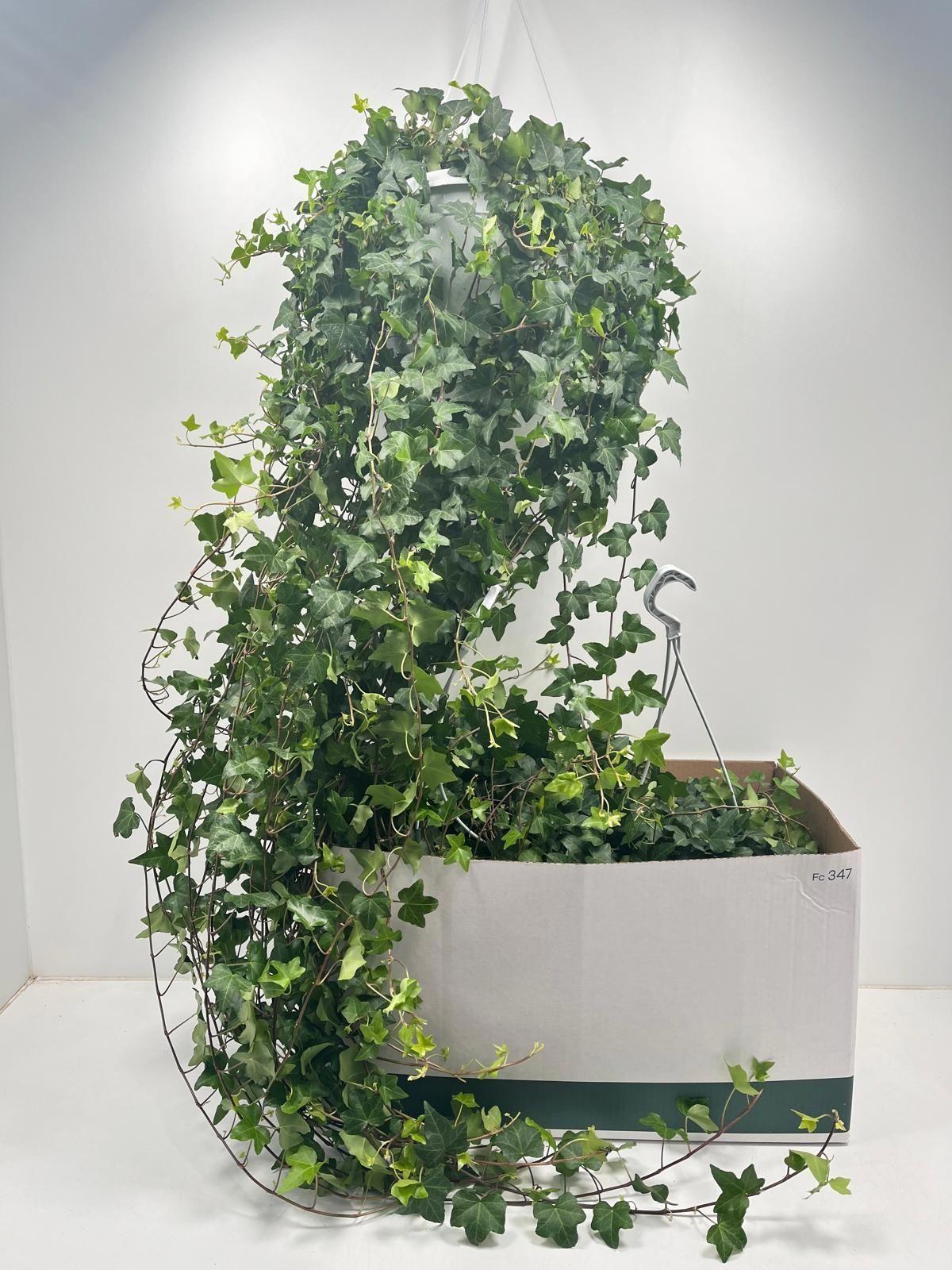 Горшечные цветы и растения оптом Hed He Pittsburgh от 2шт из Голландии с доставкой по России