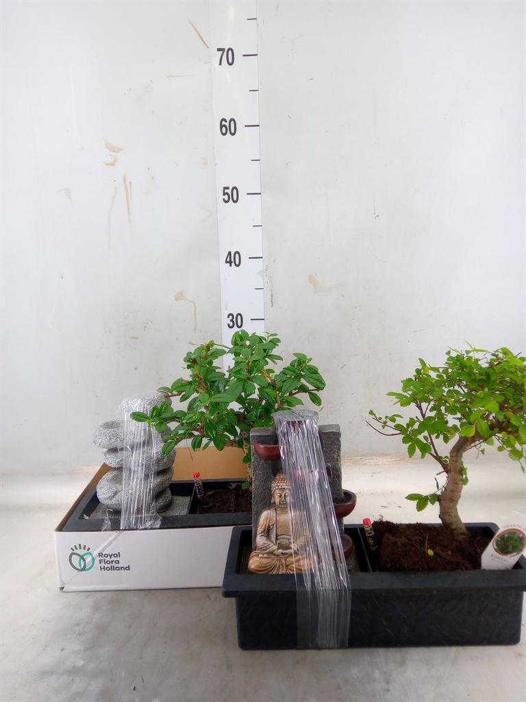 Горшечные цветы и растения оптом Bonsai   ...mix от 2шт из Голландии с доставкой по России