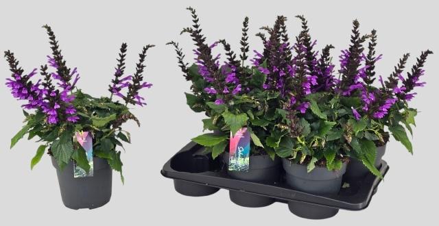 Горшечные цветы и растения оптом Salvia Salgoon Gem от 6шт из Голландии с доставкой по России