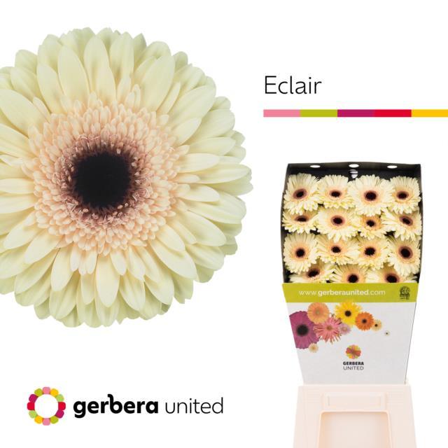 Срезанные цветы оптом Gerbera diamond eclair от 45шт из Голландии с доставкой по России