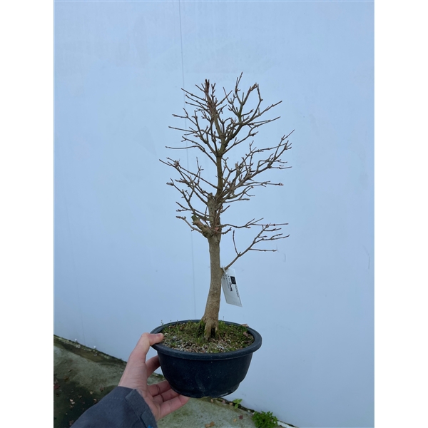 Горшечные цветы и растения оптом Bonsai Acer Buergerianum, 20cm. от 5шт из Голландии с доставкой по России