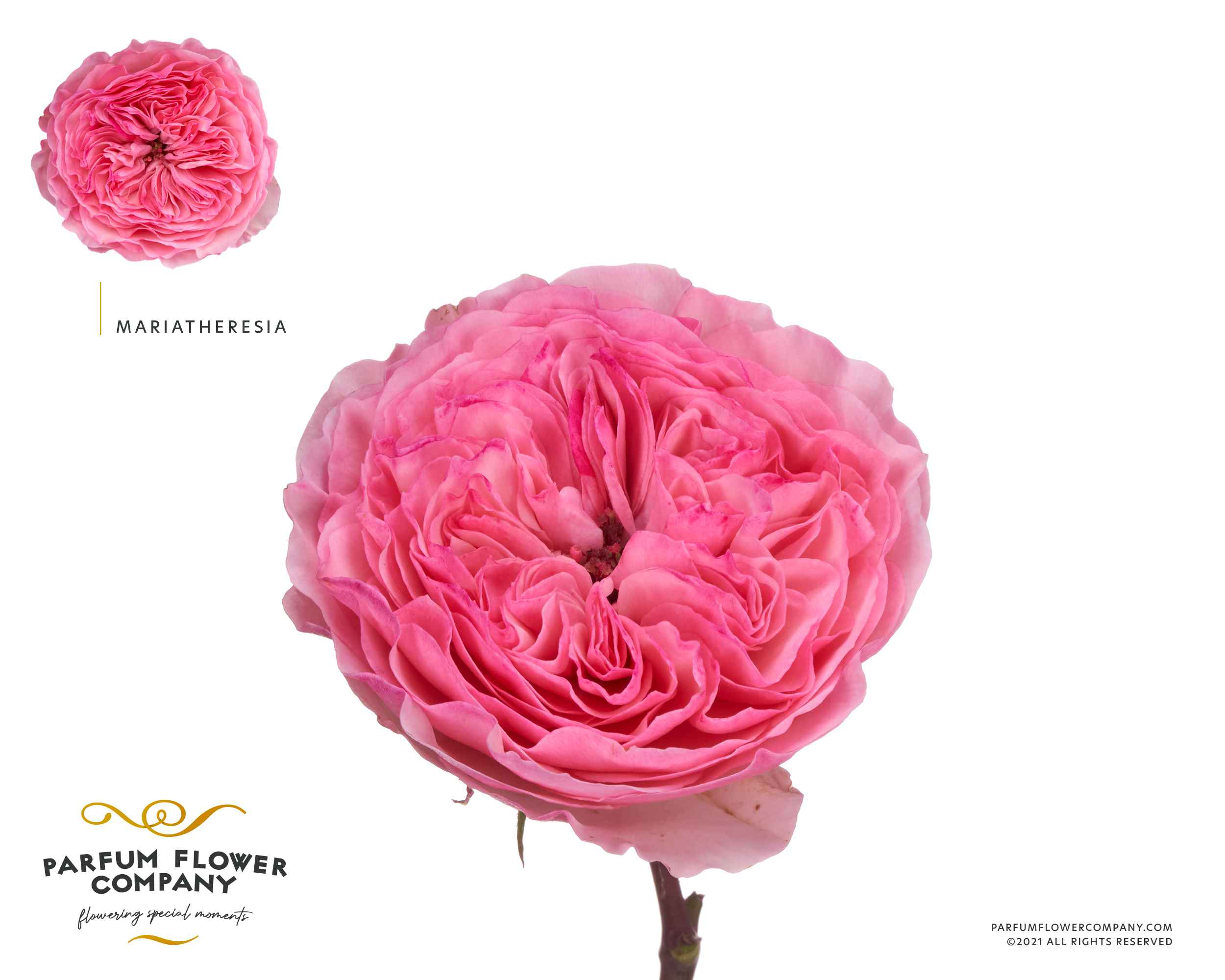 Срезанные цветы оптом Rosa la garden mariatheresia от 24шт из Голландии с доставкой по России