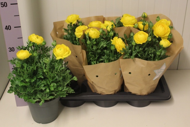 Горшечные цветы и растения оптом Ranun Sprink Yellow от 6шт из Голландии с доставкой по России