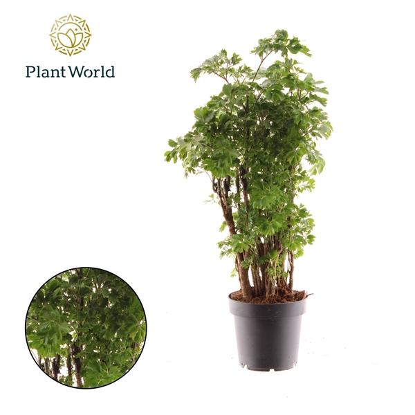 Горшечные цветы и растения оптом Polyscias Roble от 10шт из Голландии с доставкой по России