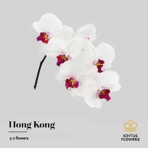 Срезанные цветы оптом Phalaenopsis red lips (per stem) от 10шт. из Голландии с доставкой по России