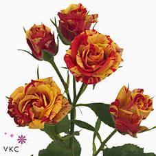 Срезанные цветы оптом Rosa spray fire flash от 80шт из Голландии с доставкой по России