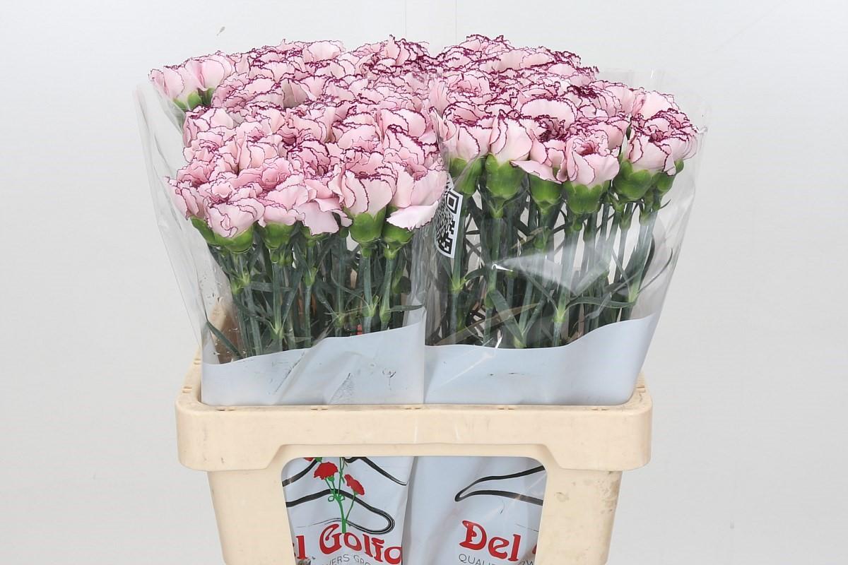 Срезанные цветы оптом Dianthus st mudah от 80шт из Голландии с доставкой по России