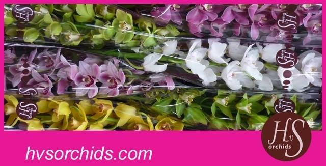 Срезанные цветы оптом Cymbidium mix от 6шт. из Голландии с доставкой по России