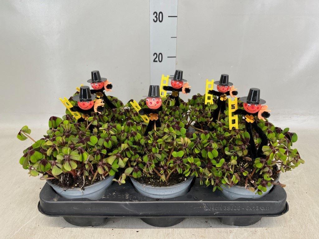 Горшечные цветы и растения оптом Oxalis Deppei от 6шт из Голландии с доставкой по России