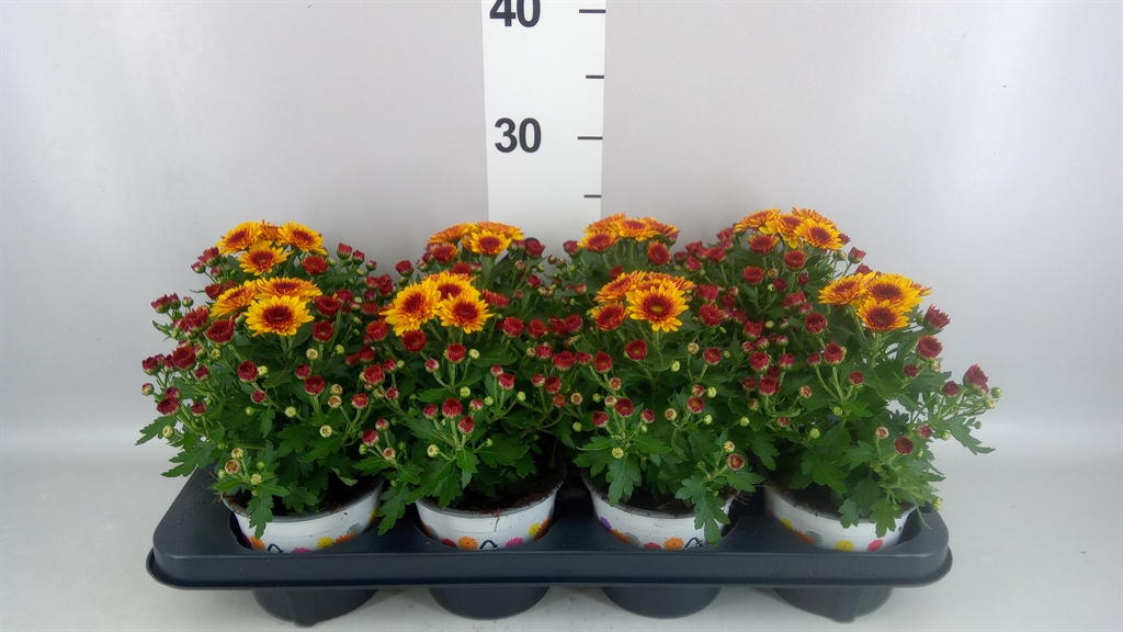 Горшечные цветы и растения оптом Chrysanthemum podium Red Bicolor от 8шт из Голландии с доставкой по России