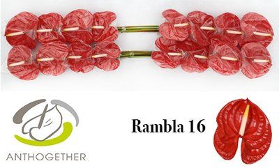 Срезанные цветы оптом Anthurium rambla от 16шт из Голландии с доставкой по России