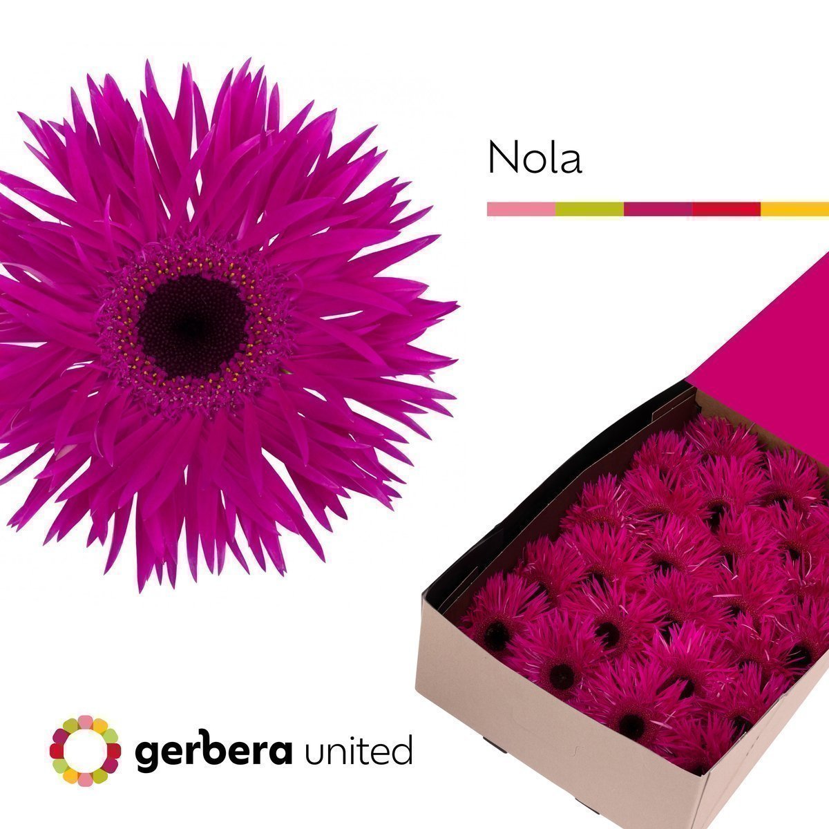 Срезанные цветы оптом Gerbera spider nola от 25шт из Голландии с доставкой по России
