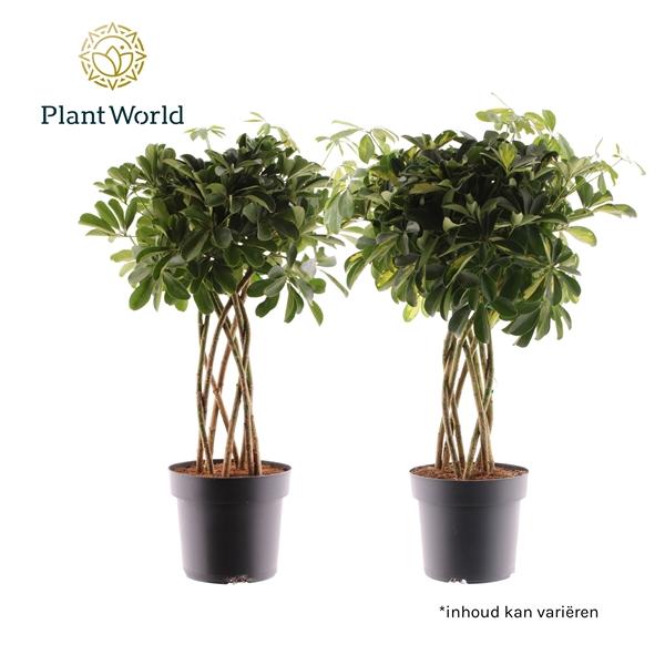 Горшечные цветы и растения оптом Schefflera Koker Mix от 1шт из Голландии с доставкой по России