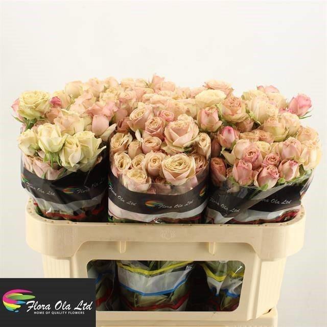 Срезанные цветы оптом Rosa spray destini от 60шт из Голландии с доставкой по России