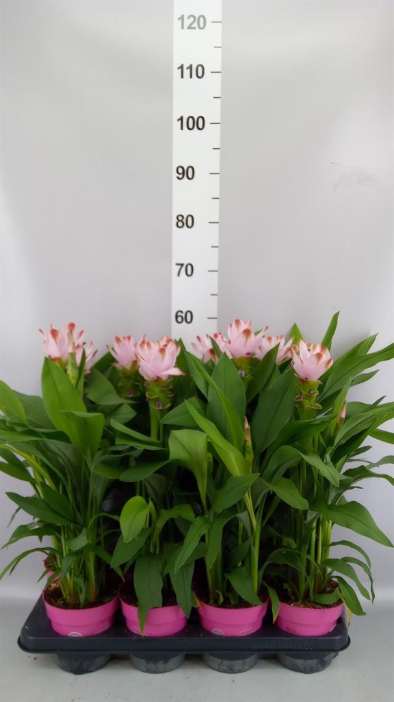 Горшечные цветы и растения оптом Curcuma Alism. siam Salsa от 8шт из Голландии с доставкой по России