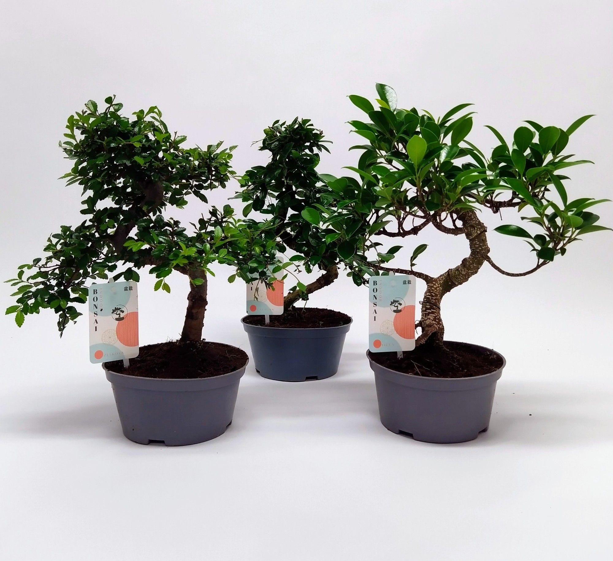 Горшечные цветы и растения оптом Bonsai Mix от 4шт из Голландии с доставкой по России