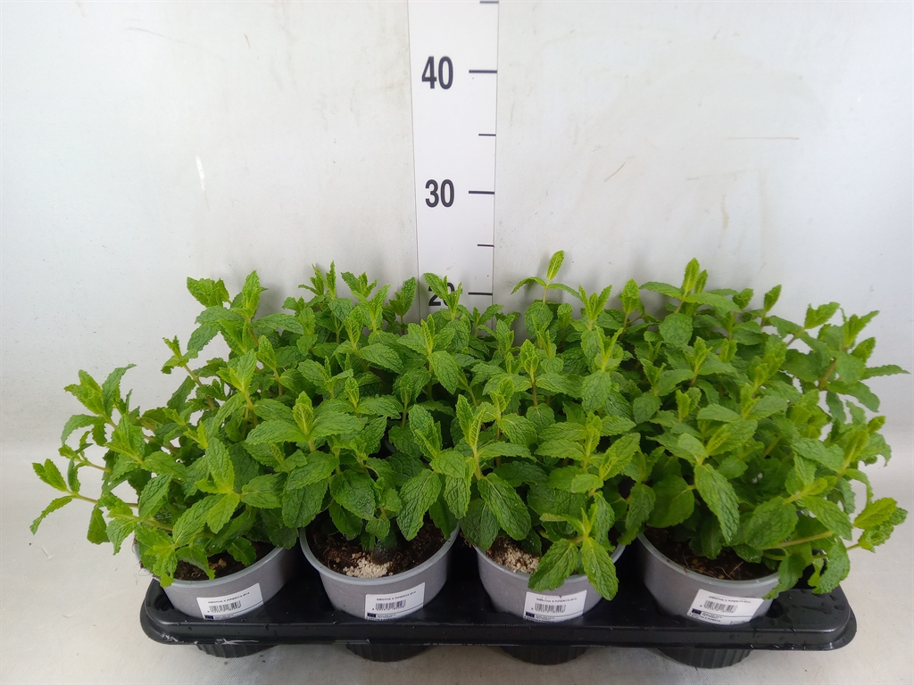 Горшечные цветы и растения оптом Mentha Piperita от 8шт из Голландии с доставкой по России