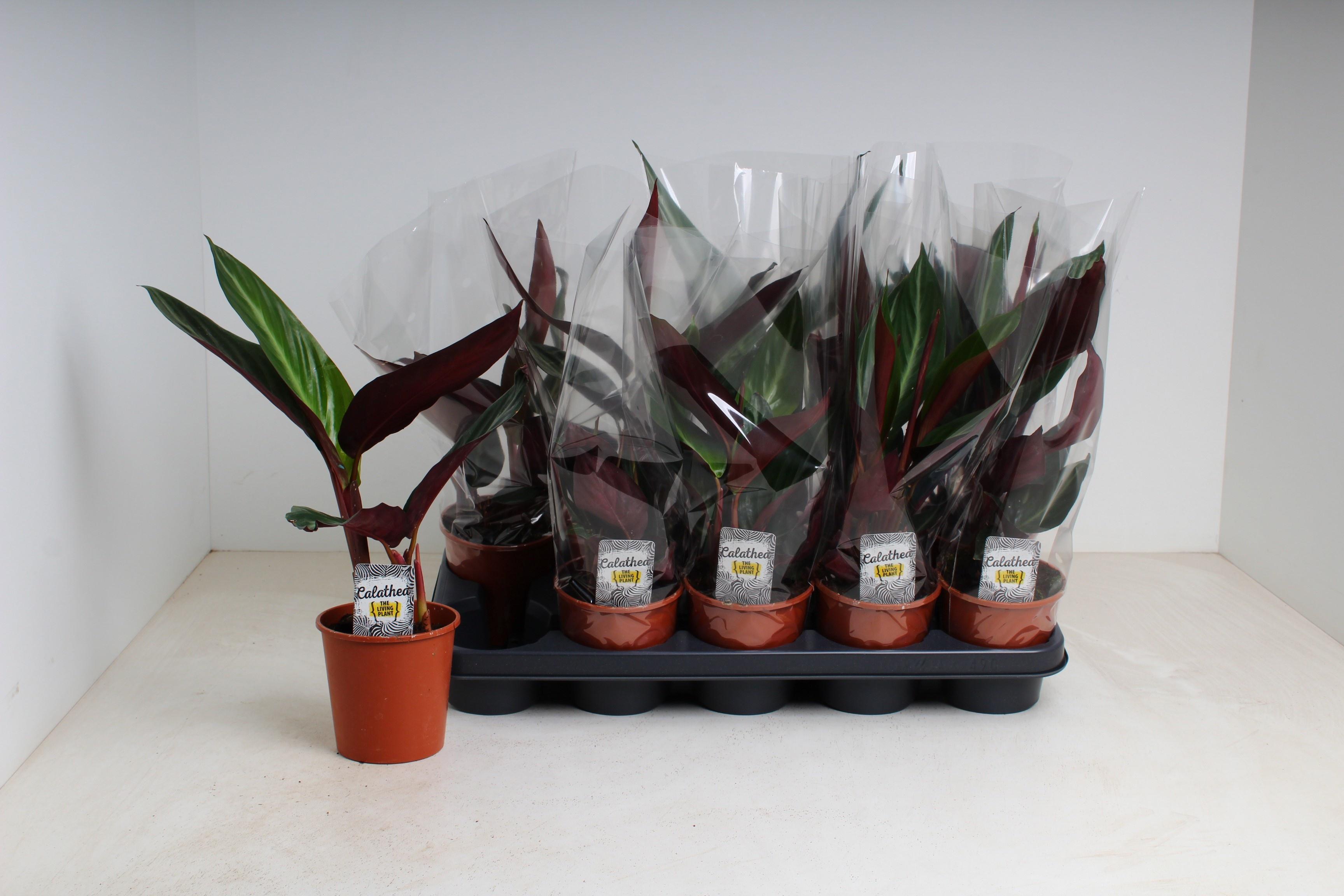 Горшечные цветы и растения оптом Strom Sa Stripestar от 10шт из Голландии с доставкой по России