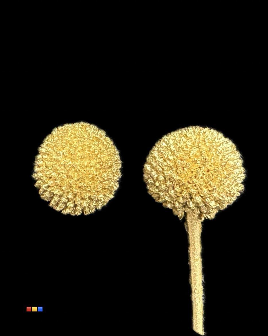 Срезанные цветы оптом Craspedia paint gold от 100шт из Голландии с доставкой по России