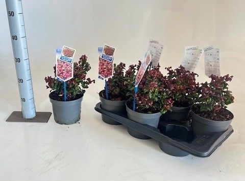 Горшечные цветы и растения оптом Leucot Ax Curly Red от 6шт из Голландии с доставкой по России