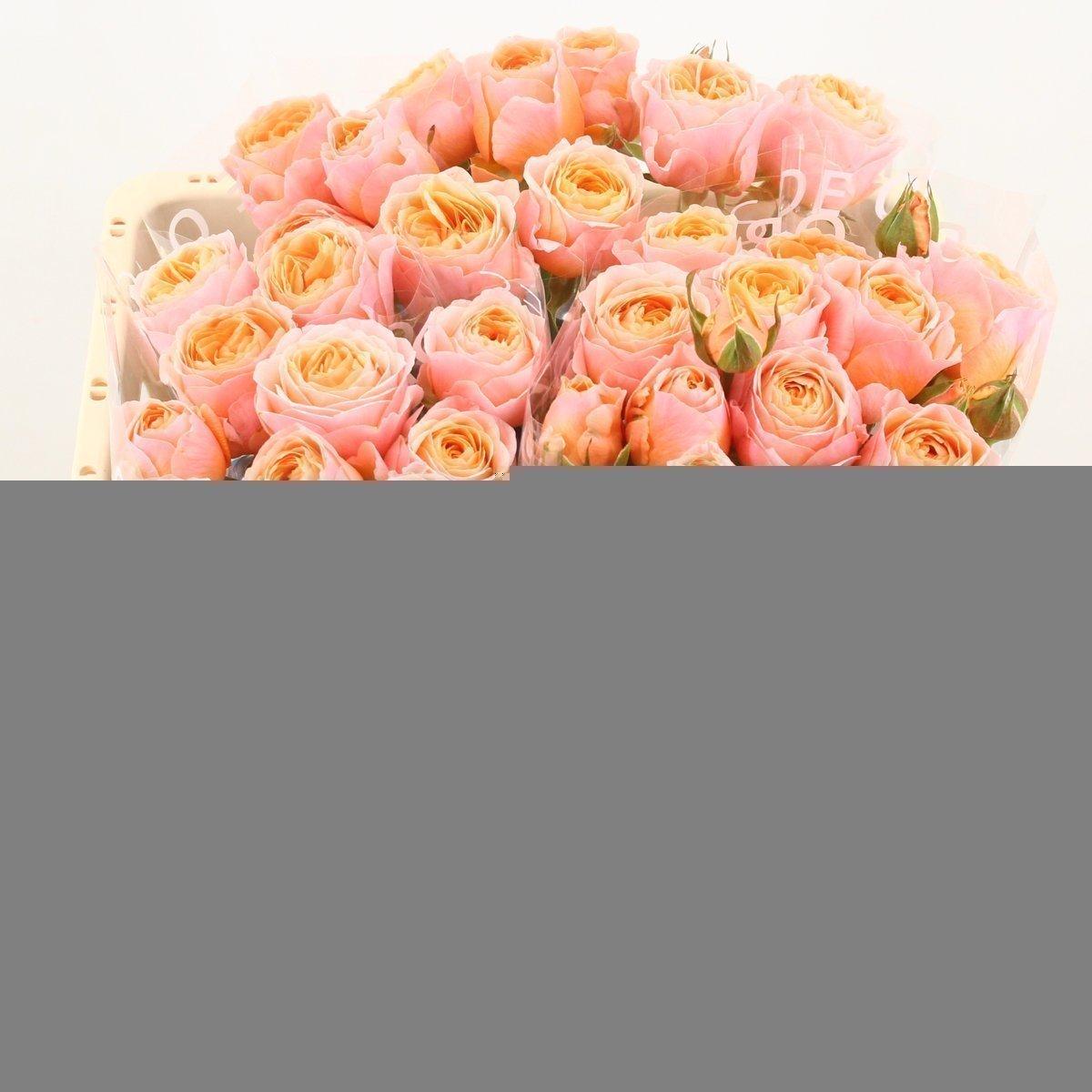 Срезанные цветы оптом Rosa spray keijsers coral от 30шт из Голландии с доставкой по России