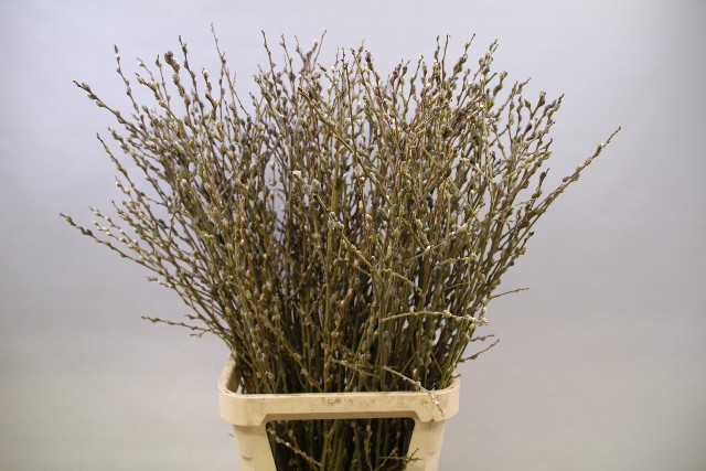 Срезанные цветы оптом Salix pussy willow spray от 100шт из Голландии с доставкой по России