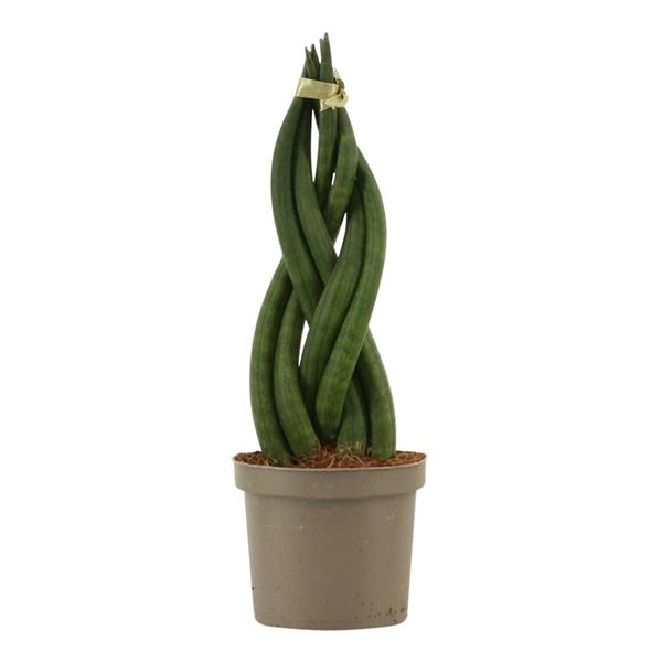 Горшечные цветы и растения оптом Sansevieria Cylindrica Braid от 18шт (для телеги) из Голландии с доставкой по России